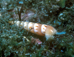 Hastula strigilata