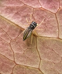 Phintella