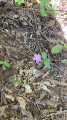 Oxalis violacea