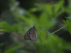 Ideopsis similis