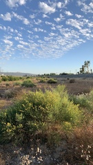 Lepidospartum squamatum