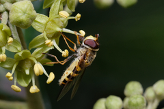 Syrphus vitripennis