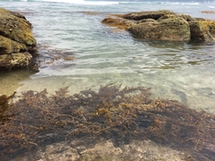 Sargassum ilicifolium