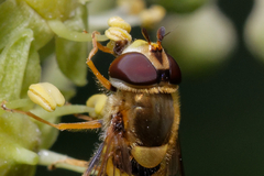 Syrphus vitripennis