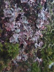 Punctelia jeckeri