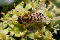 Syrphus vitripennis