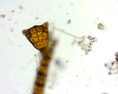 Sphacelaria tribuloides