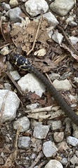 Hierophis viridiflavus