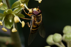 Syrphus vitripennis