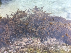 Sargassum ilicifolium