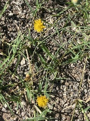 Thelesperma megapotamicum