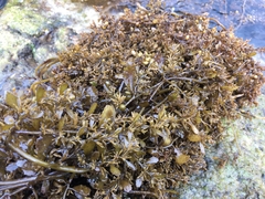 Sargassum ilicifolium