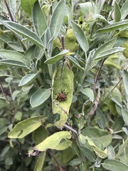 Graphosoma italicum italicum
