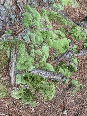 Leucobryum