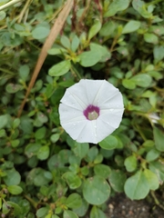 Ipomoea ternifolia ternifolia