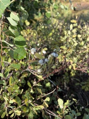 Symphoricarpos rotundifolius