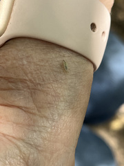 Corythucha marmorata