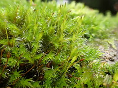 Racomitrium heterostichum