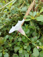 Ipomoea ternifolia ternifolia