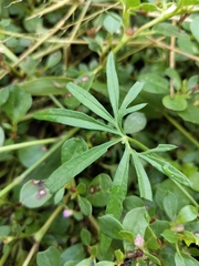 Ipomoea ternifolia ternifolia
