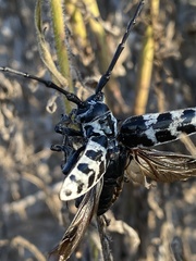 Plectrodera scalator