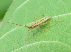 Stenodema trispinosum