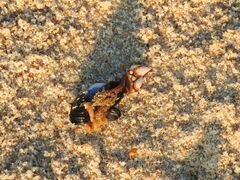 Mytilus galloprovincialis