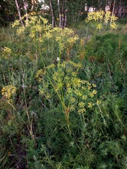 Peucedanum morisonii