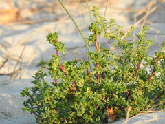Artemisia campestris maritima