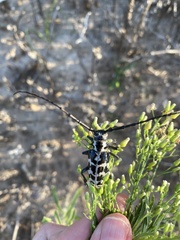 Plectrodera scalator