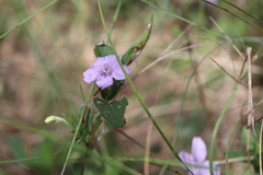 Ruellia caroliniensis