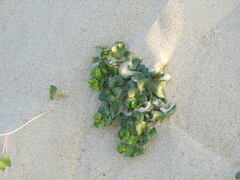 Calystegia soldanella