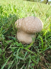 Calvatia cyathiformis