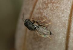 Eurytominae