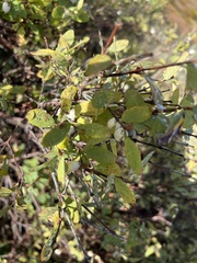 Symphoricarpos rotundifolius