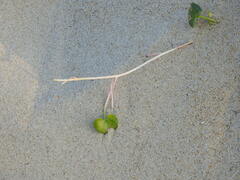 Calystegia soldanella