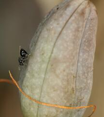 Eurytominae