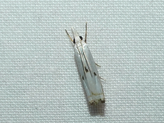Microcrambus biguttellus