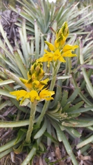 Chloraea lamellata