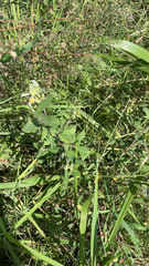 Sida rhombifolia