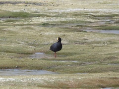Fulica gigantea