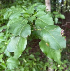 Pyrus communis