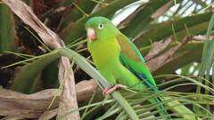 Brotogeris jugularis