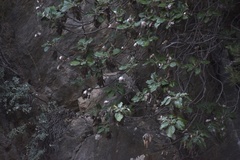 Staehelina petiolata