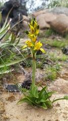 Chloraea lamellata