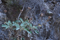 Staehelina petiolata