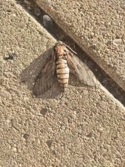Agrius convolvuli