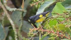 Spinus xanthogastrus