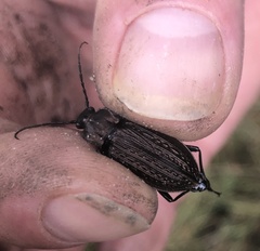 Carabus granulatus
