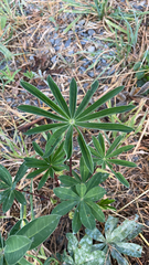 Lupinus polyphyllus